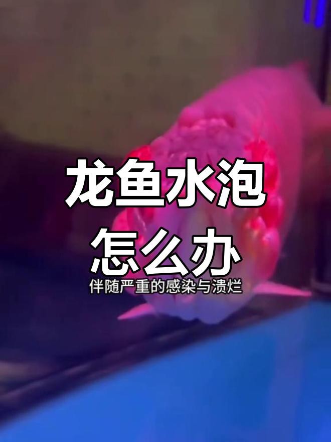 如何預防龍魚鰓蓋起水泡？【農情萬家,龍魚水泡病防治全攻略】