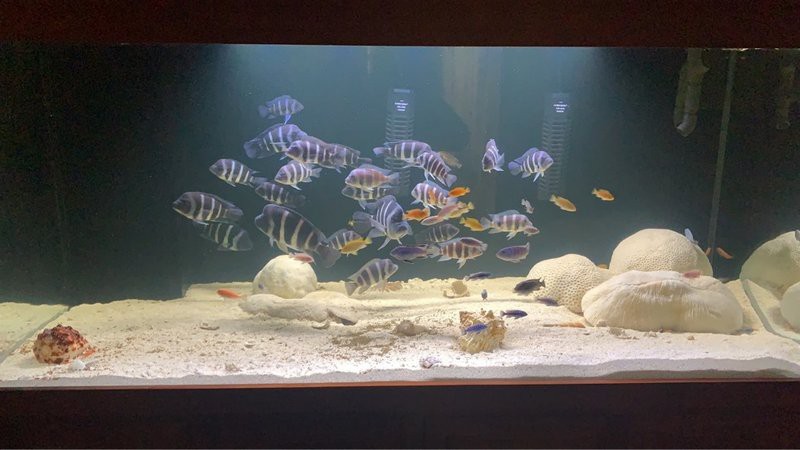 薩伊藍跟什么魚混養好【薩伊藍六間混養原則、適宜品種及飼養技巧及飼養技巧】