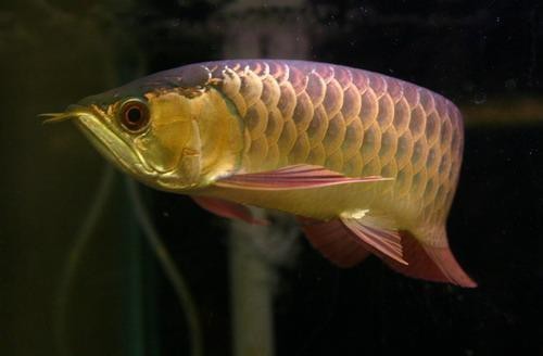 怎么幫助金龍爬背【養殖金龍魚的注意事項】