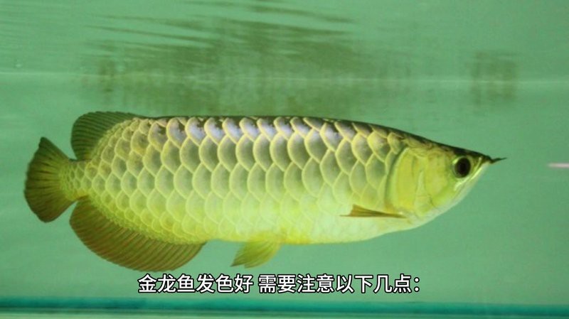金龍魚放大100倍最簡單三個步驟【將金龍魚放大100倍的簡單三步法】