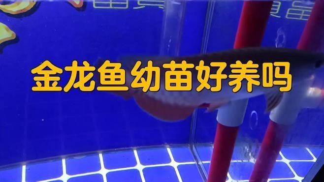 金龍魚好養(yǎng)嗎要求高嗎【金龍魚和銀龍魚哪個好養(yǎng)活，金龍魚好養(yǎng)活嗎,英語lily課堂】