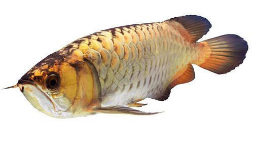 有哪些高清金龍魚壁紙推薦？【是一些高清金龍魚壁紙app】