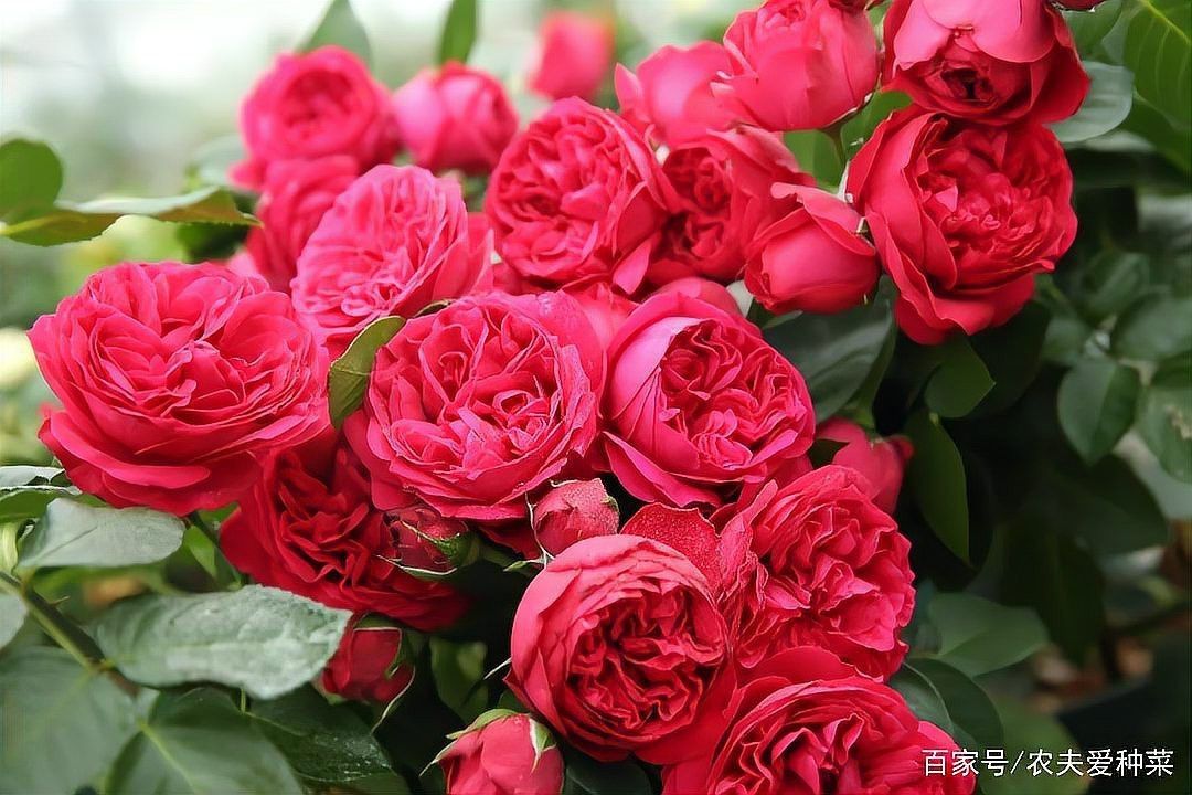 紅龍和蒂娜哪個更耐熱？【紅龍與蒂娜\