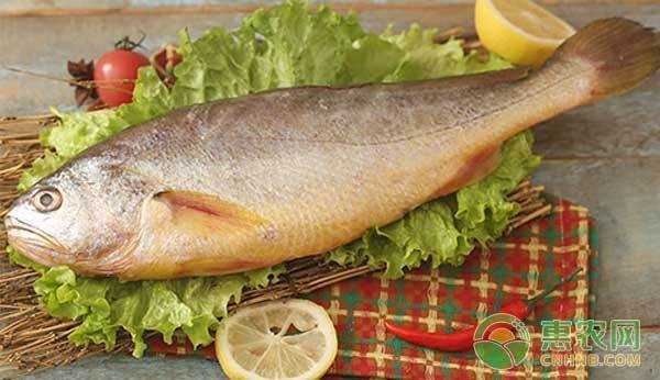 黃龍海水魚繁殖難度大嗎？【南方日報編輯，黃龍海水魚繁殖周期是多久？】