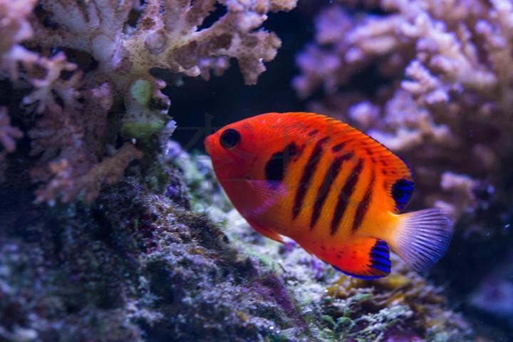 黃龍海水魚繁殖難度大嗎？【南方日報編輯，黃龍海水魚繁殖周期是多久？】