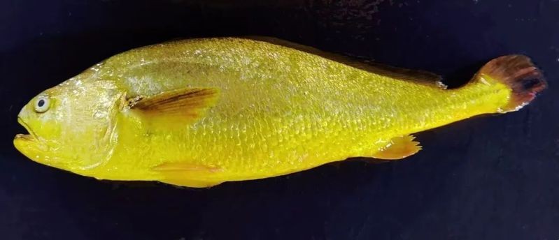 黃龍海水魚繁殖難度大嗎？【南方日報編輯，黃龍海水魚繁殖周期是多久？】