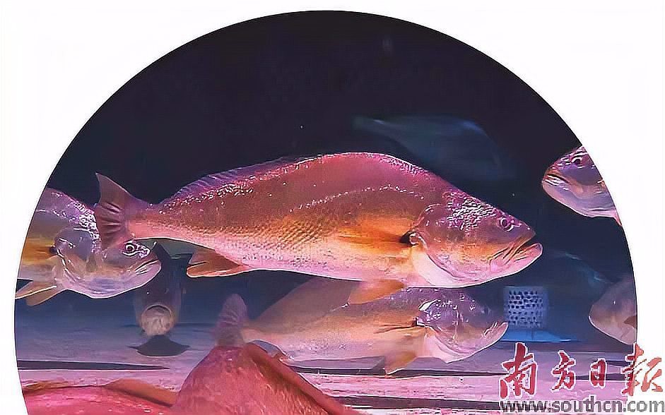 黃龍海水魚繁殖難度大嗎？【南方日報編輯，黃龍海水魚繁殖周期是多久？】