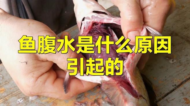 龍魚腹水病有哪些常見病因？【魚腹水是什么原因引起的】