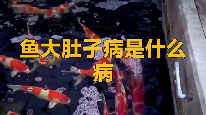 龍魚腹水病有哪些常見病因？【魚腹水是什么原因引起的】