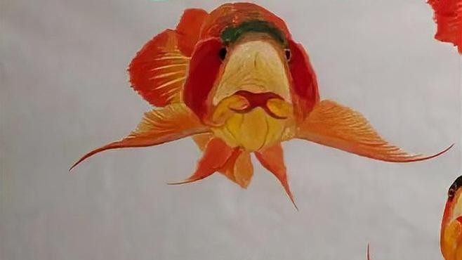 龍魚張嘴呼吸可以自愈嗎？【龍魚嘴巴一張一合什么原因】