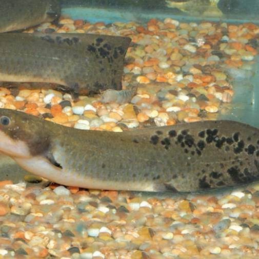 肺魚現在還有嗎【澳洲肺魚、非洲肺魚、非洲肺魚、非洲肺魚、南美肺魚】