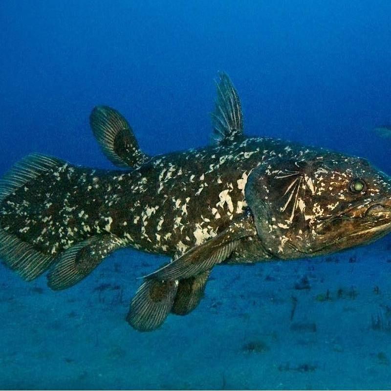 恐龍時期的魚類【恐龍時期的魚類主要包括以下幾類代表性物種，或已滅絕】