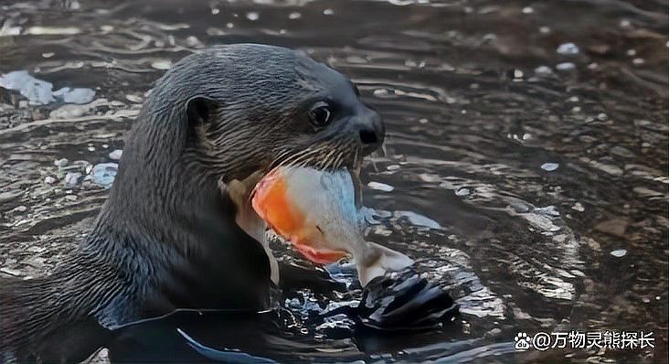 食人魚為何一般不吃人【食人魚真的會(huì)吃人嗎】 食人魚為何一般不吃人【食人魚真的會(huì)吃人嗎】 龍魚論壇 第3張