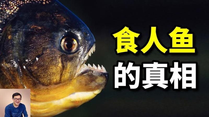 食人魚為何一般不吃人【食人魚真的會(huì)吃人嗎】 食人魚為何一般不吃人【食人魚真的會(huì)吃人嗎】 龍魚論壇 第10張