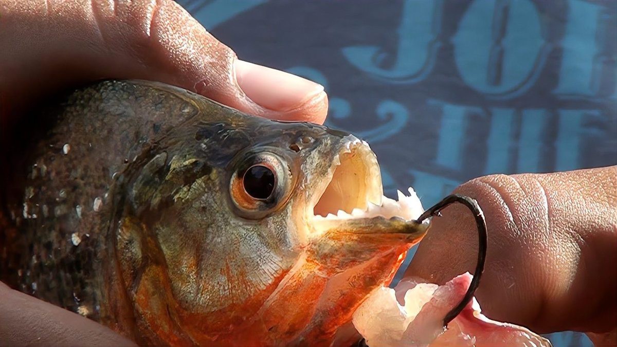 食人魚為何一般不吃人【食人魚真的會(huì)吃人嗎】 食人魚為何一般不吃人【食人魚真的會(huì)吃人嗎】 龍魚論壇 第9張