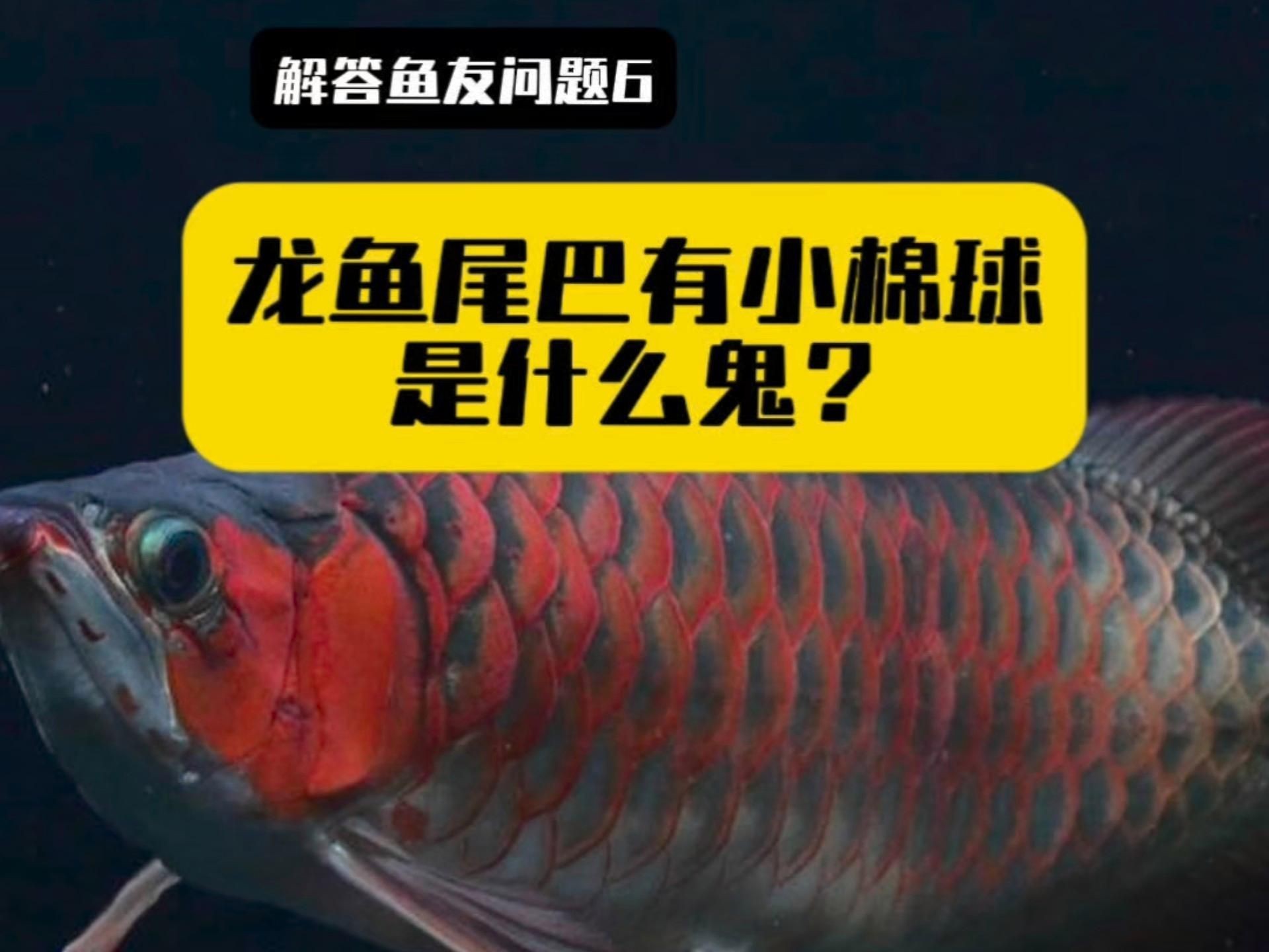 如何判斷龍魚內寄還是外寄【如何判斷龍魚是內寄還是外寄】