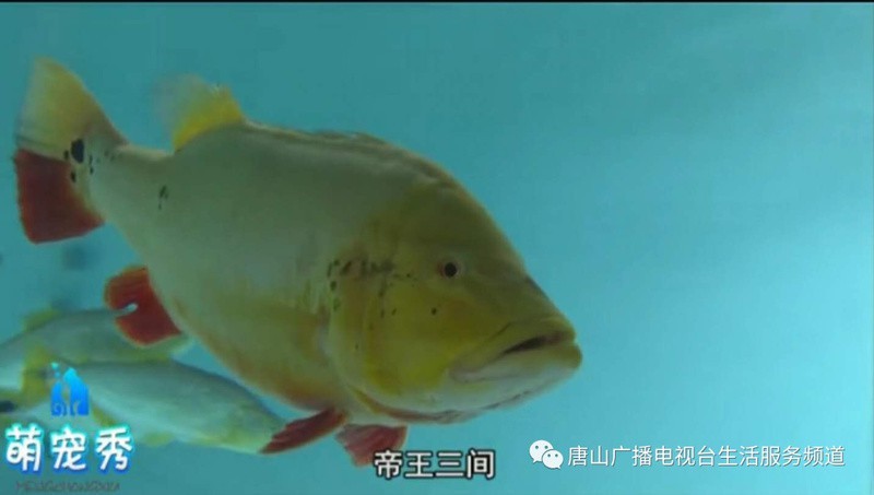 帝王三間魚(yú)外形【《帝王三間》——帝王三間】
