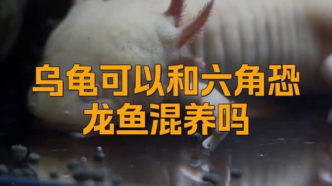 龍魚和龜混養需要注意什么？【豬鼻龜和龍魚虎魚能一起養嗎職場技能錦囊雷龍和烏龜能一起養嗎】