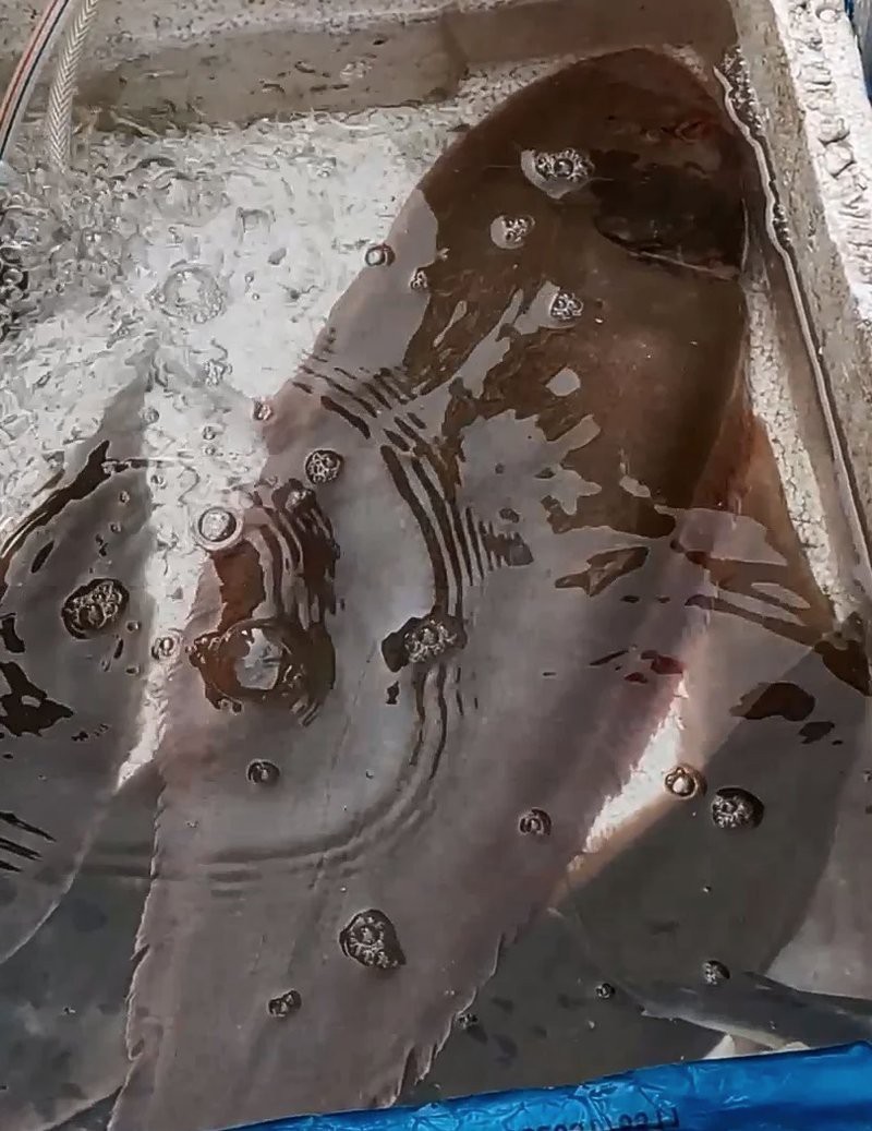 雙線魚多少錢一只【雙線魚價格波動背后的雙線舌鰨\