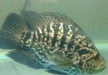 老虎魚別名【世界上最毒的魚】