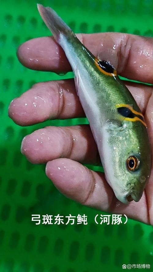 魟魚要生了圖片【《魟魚要生了：生命誕生前的獨特畫面》】