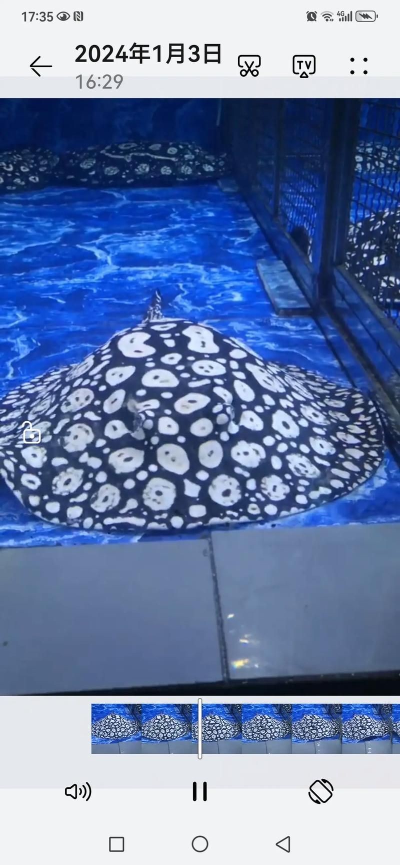 魟魚要生了圖片【《魟魚要生了：生命誕生前的獨特畫面》】