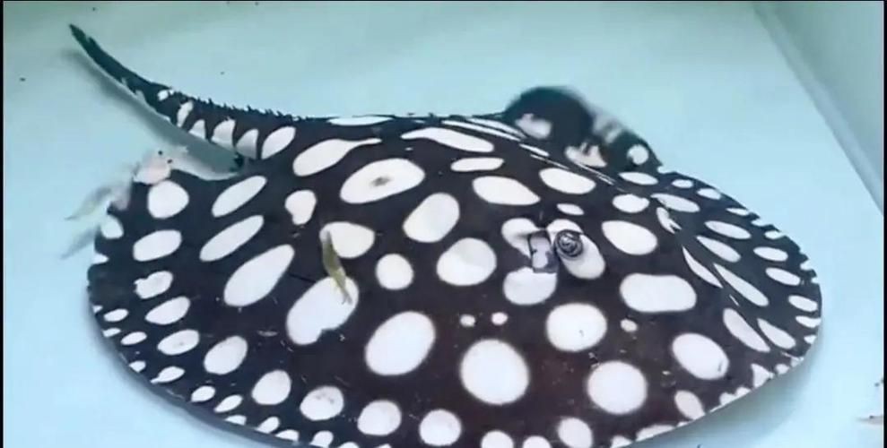 魟魚要生了圖片【《魟魚要生了：生命誕生前的獨特畫面》】