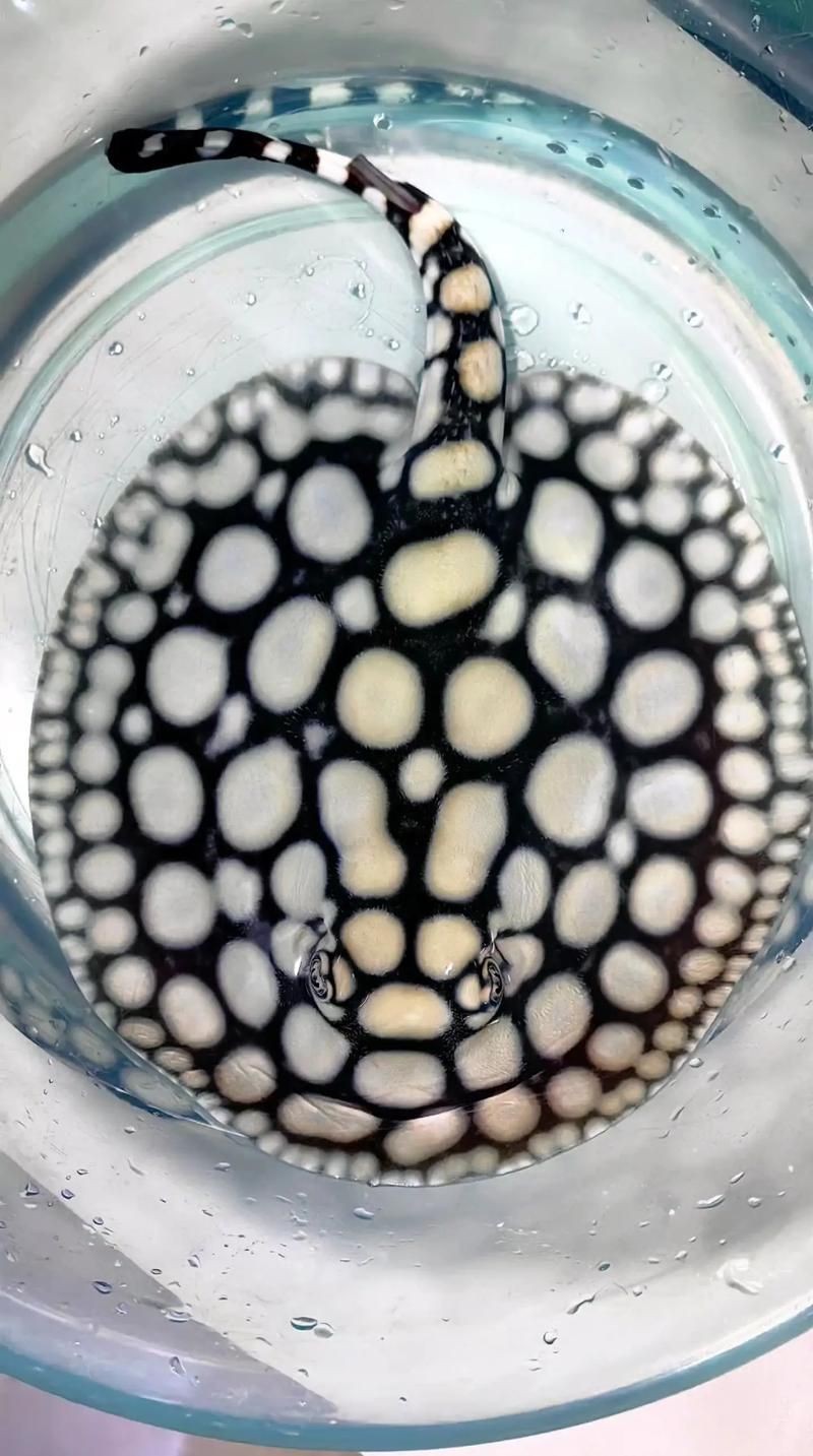 魟魚要生了圖片【《魟魚要生了：生命誕生前的獨特畫面》】