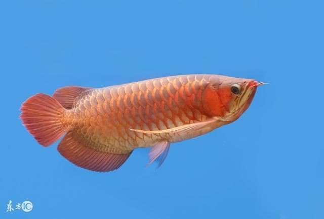 金龍魚疾病預防方法【金龍魚疾病預防的綜合建議】