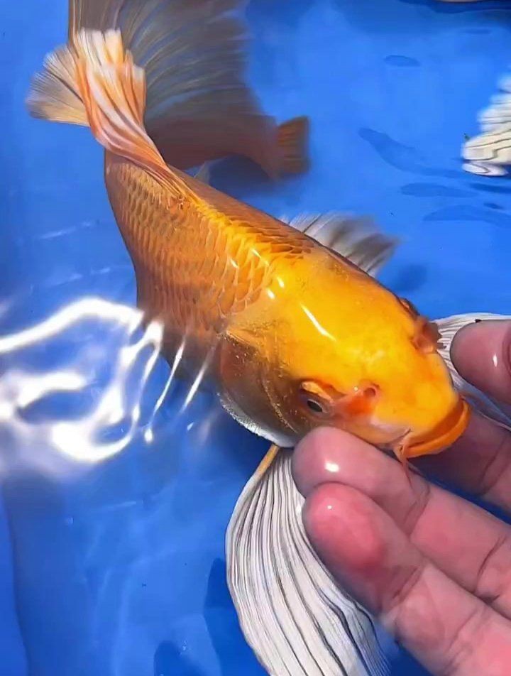 蝴蝶鯉風水作用【《蝴蝶鯉的風水作用》**風水作用】