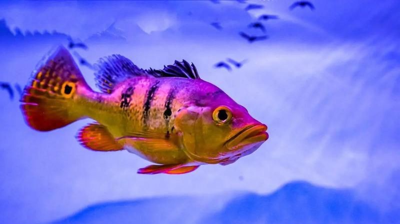 金老虎皇冠三間魚劇情介紹【《金老虎皇冠三間魚》劇情介紹】