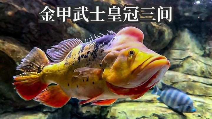 金老虎皇冠三間魚劇情介紹【《金老虎皇冠三間魚》劇情介紹】
