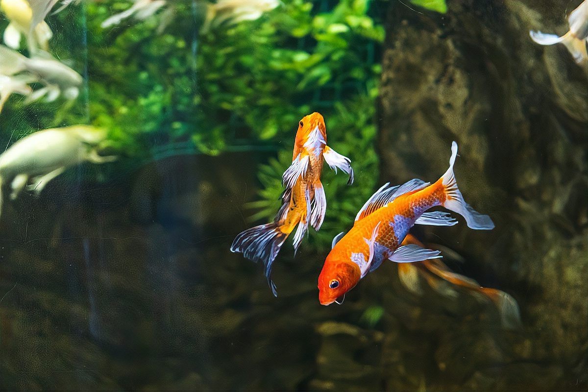 龍鳳錦鯉的壽命有多長？【龍鳳錦鯉在什么環境下壽命最長龍鳳錦鯉的壽命有多長】