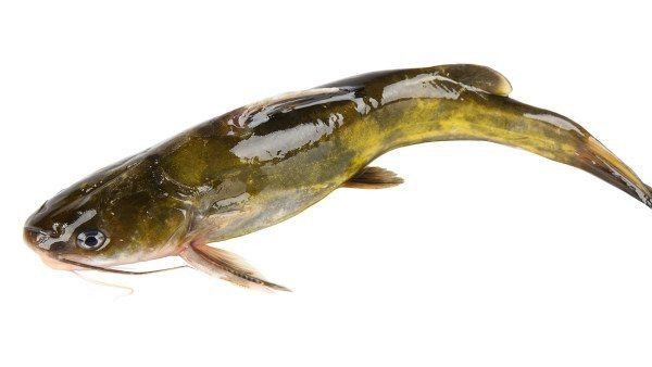 鯉魚是發物嗎【鯉魚是發物嗎,什么樣的人不能吃】