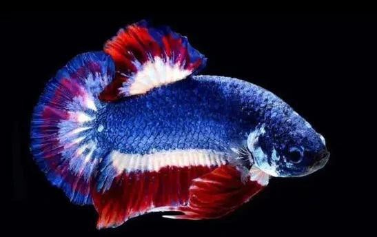 地圖魚哪個顏色最貴【地圖魚有哪些好看的品種上行魚有哪些好看的品種】