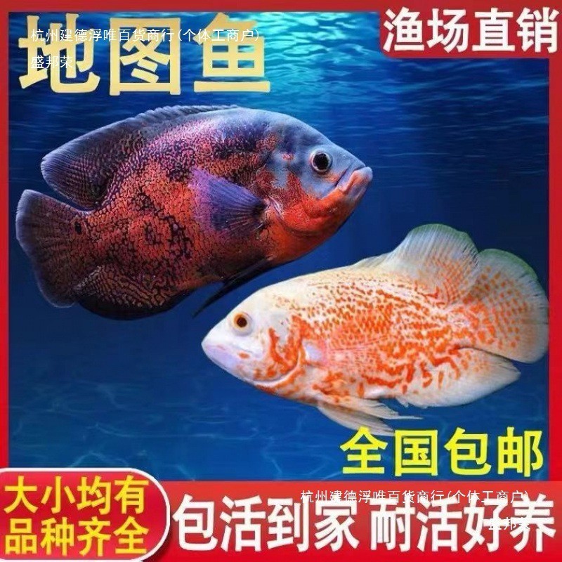 地圖魚哪個顏色最貴【地圖魚有哪些好看的品種上行魚有哪些好看的品種】