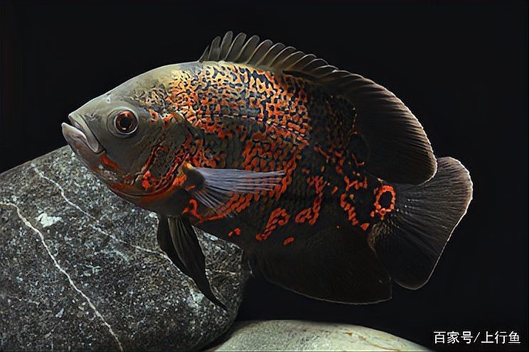 地圖魚有幾種品種【養魚大全，一條地圖魚要價500大洋】
