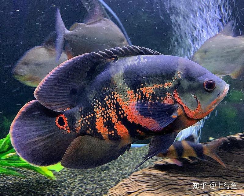 地圖魚有幾種品種【養魚大全，一條地圖魚要價500大洋】