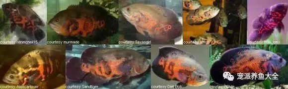 地圖魚有幾種品種【養魚大全，一條地圖魚要價500大洋】