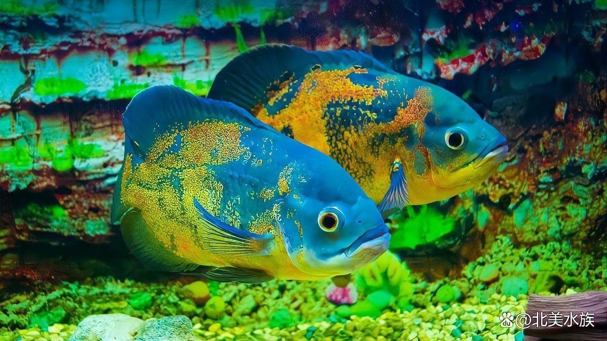 地圖魚有幾種品種【養魚大全，一條地圖魚要價500大洋】