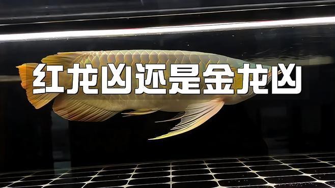 紅龍魚和金頭過背哪個更難飼養?【你是否會鑒別紅龍魚和金頭過背的品種】 龍魚百科 第1張 紅龍魚和金頭過背哪個更難飼養?【你是否會鑒別紅龍魚和金頭過背的品種】 紅龍魚和金頭過背哪個更難飼養?【你是否會鑒別紅龍魚和金頭過背的品種】 龍魚百科 第1張