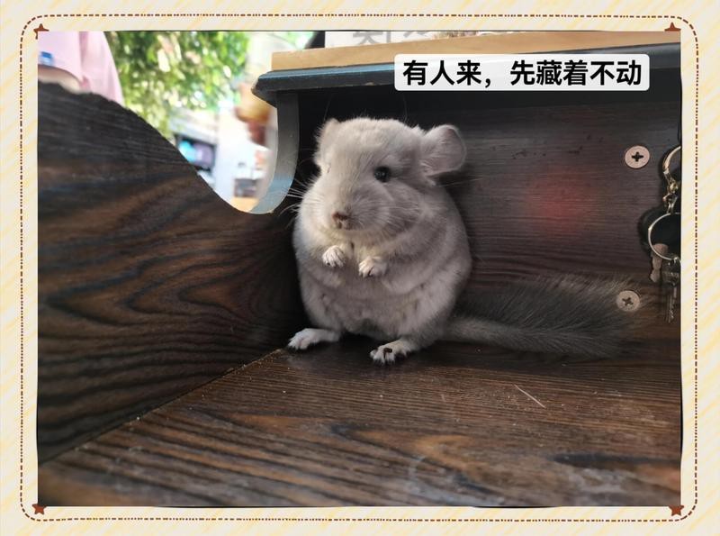 龍貓籠子材質哪種最好？【如何給龍貓選籠子】