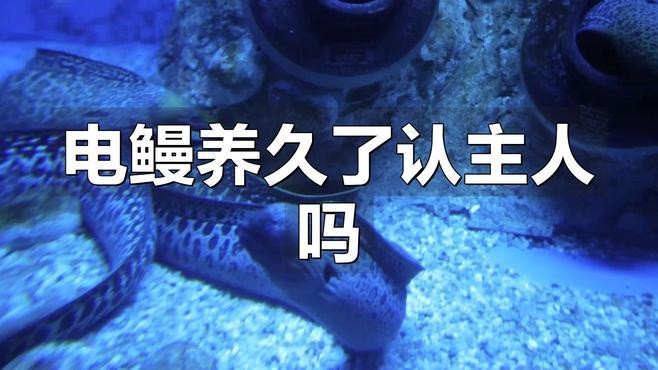 電鰻養(yǎng)久了認(rèn)主人嗎【假如遇見電鰻該怎么辦如何才能不被他電自然大呼救】