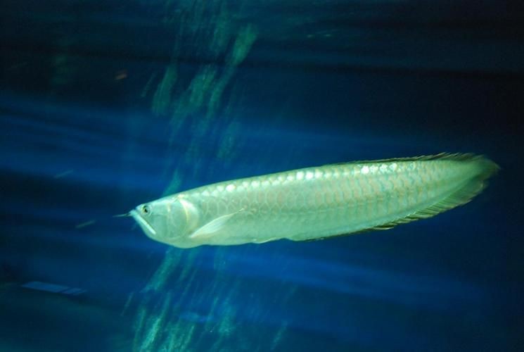 銀龍魚圖片【《銀龍魚：水中靈動的瑰麗精靈》】