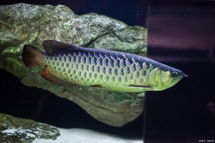 銀龍魚圖片【《銀龍魚：水中靈動的瑰麗精靈》】