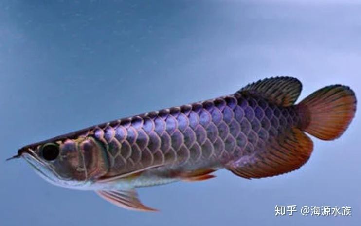 龍魚(yú)恢復(fù)期間需要停食嗎？【龍魚(yú)在恢復(fù)期間是否需要停食】