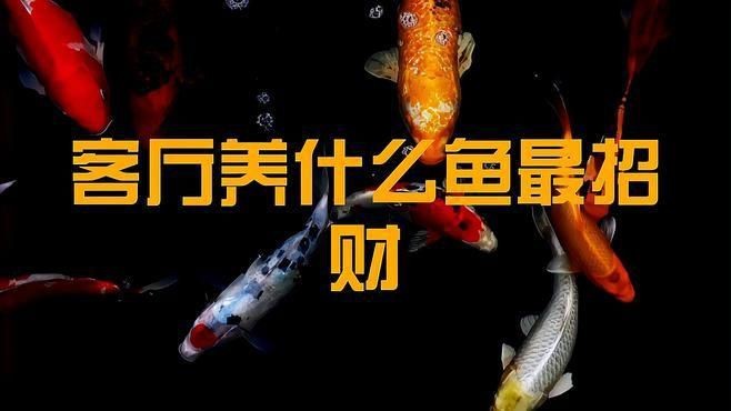 適合室內養的吉祥魚類【室內養魚增添生機與雅趣，不少吉祥魚類適宜室內養殖】