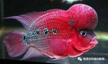 什么魚鎮宅辟邪【中國傳統文化傳統文化之鎮宅辟邪的風水\
