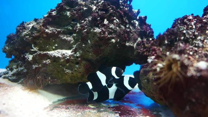 魚缸背景圖片100張【奇文趣圖,魚缸背景圖片千圖】 龍魚論壇 第1張 魚缸背景圖片100張【奇文趣圖,魚缸背景圖片千圖】 魚缸背景圖片100張【奇文趣圖,魚缸背景圖片千圖】 龍魚論壇 第1張