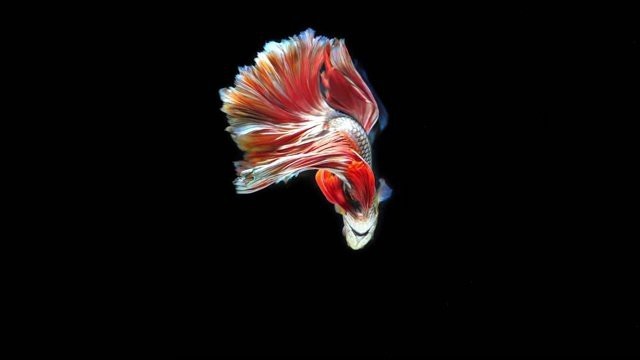 魚缸背景圖片100張【奇文趣圖,魚缸背景圖片千圖】 龍魚論壇 第2張 魚缸背景圖片100張【奇文趣圖,魚缸背景圖片千圖】 魚缸背景圖片100張【奇文趣圖,魚缸背景圖片千圖】 龍魚論壇 第2張